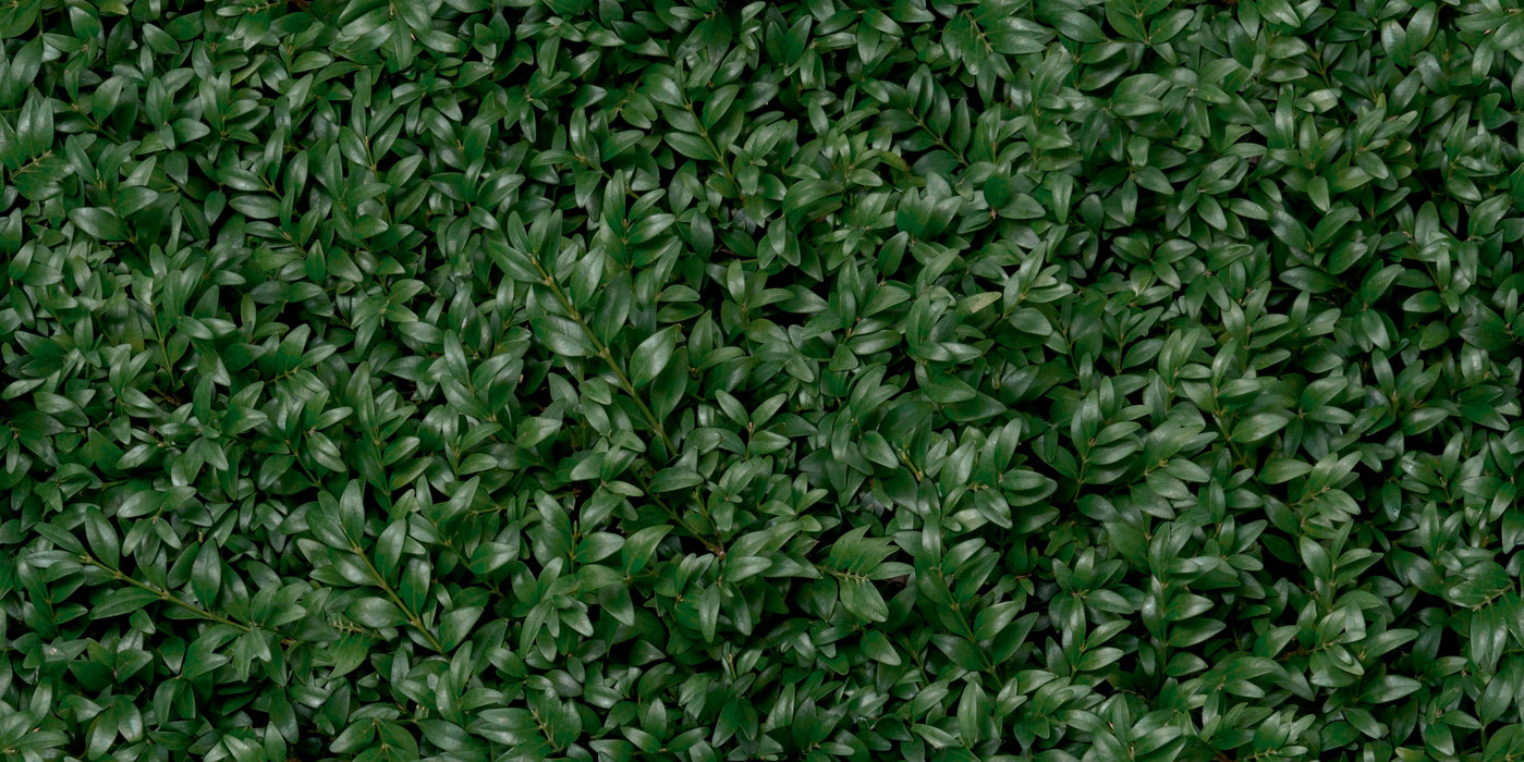 Panaria Ceramica, Glam - PG9GM9E - Greenwall E, Naturale, 50x100cm, 3.50mm, Rett.